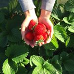 1515273_214613952213954_1644016429_a