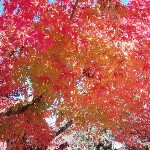 10890864_376843425823598_1996871576_a