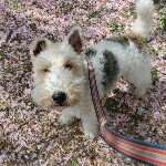 11856863_877009425680524_1946070807_a