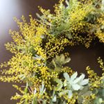 12552231_1768789453349803_1866059390_a