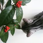 917277_504533616385871_357464021_a