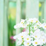 12677289_818594854918935_265924165_a