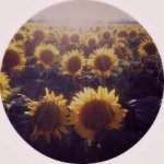 11373882_1476783532622195_394976226_a