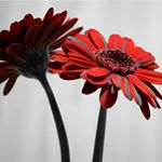 12547578_828314437315420_2124497581_a