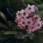 12106284_499919246852352_932893802_a