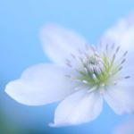 12558327_1698942483653595_2102405465_a