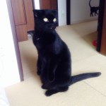 928363_1532008670348069_273696234_a