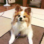 10903678_330850413771435_643932224_a