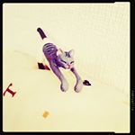 12071079_140413119652193_742245625_a