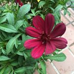 12523789_1699092603670004_3110264_a