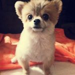 11910533_494981437338077_1253141045_a