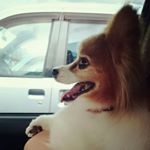 12531099_801809079954157_1279270787_a