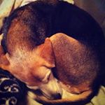 12729677_1671359733113976_1565077287_a