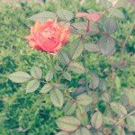 10576024_1450805965202739_534982724_a