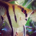 10808915_377830642380401_1341679928_a