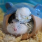 12093586_1618173231767000_84469050_a