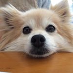 12748325_959815857406263_39895358_a