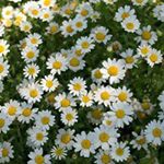 11849842_437225349797590_2089023412_a