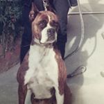 12080576_1488687918127246_2062122489_a