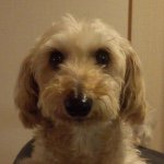 10848154_799705050088398_291860533_a