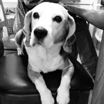 12783465_595240463958679_1236837842_a