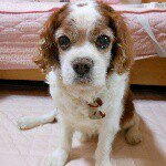 11005045_345001962364415_1675032632_a