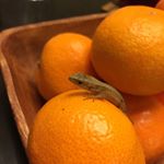 10731906_1631161010466532_1374797164_a