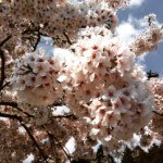 12145384_418565825001311_631819697_a