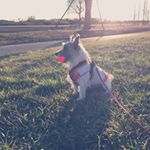 12725178_573241052852587_1517337691_a