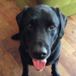 11101987_1616231471944530_1403802025_a