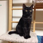 11007810_463827643769021_1452201243_a