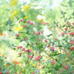 10727672_301243746745353_1616324711_a