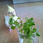 11875308_1042078602534543_1722389049_a