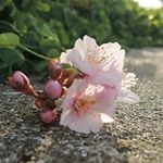 12534607_1709589902610561_779877800_a