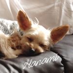 12345895_539498419547456_1518492316_a