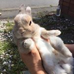 12534611_521338214714539_1762209202_a