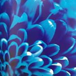 12106252_765666056910083_730989646_a