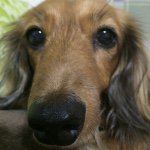 10735092_612988802143306_369648723_a