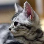 10946402_1530840577168763_2011941202_a