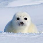 12819024_1582081905451132_1165572865_a