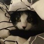 1515999_1463797010595717_987257040_a