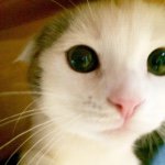 10881806_370247189815592_2088583197_a