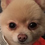 12331436_923510501076418_471588105_a