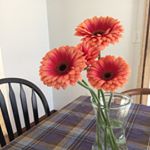 11382595_1451143891875218_447405142_a