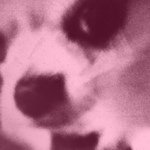 11375349_1452672715060923_1980255551_a