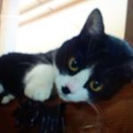 12224337_593143290833388_1009112512_a