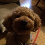 11336188_1522885274638679_705907624_a