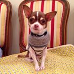 12224431_1521209958204226_433786609_a