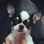 12446046_788203844617300_1995561926_a