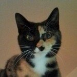 11856674_1492088417756538_768819758_a